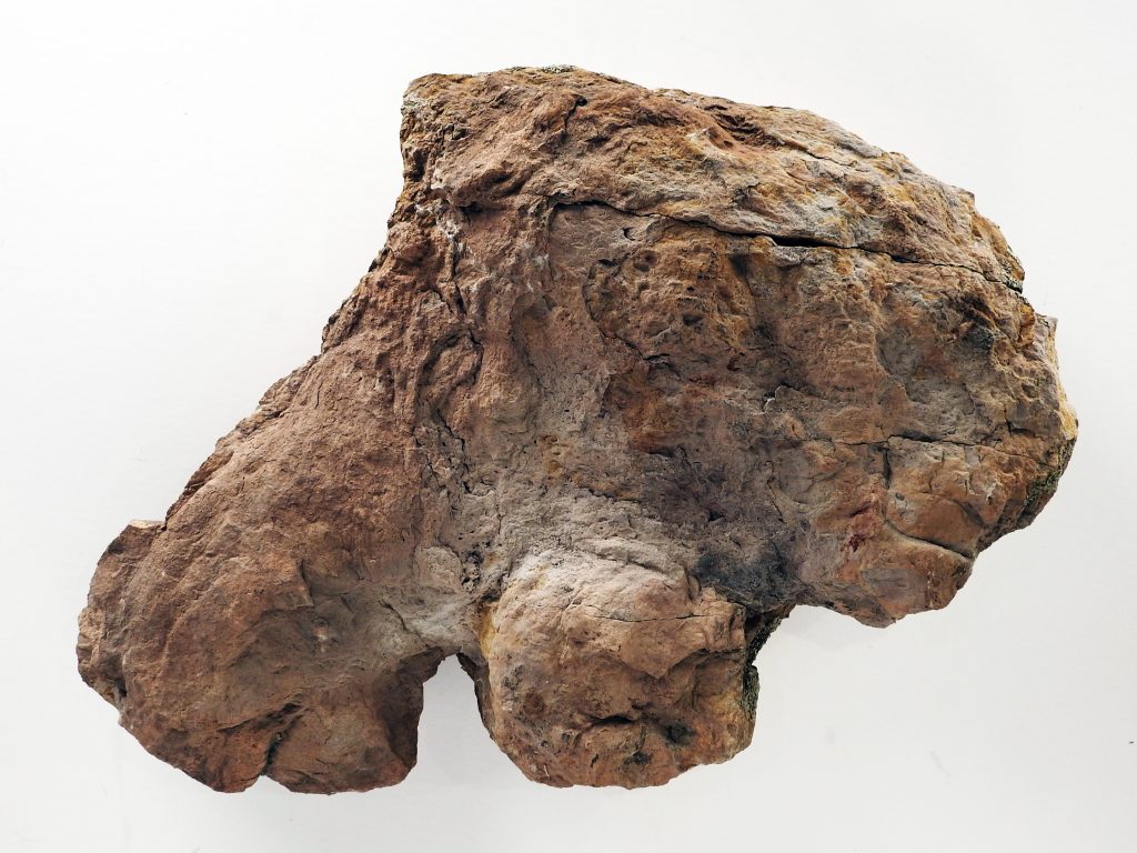 Ankylosaur Trace Fossil, Sandstone Track Cast, Early Cretaceous. CSPM Collection, 2008.33.5.
