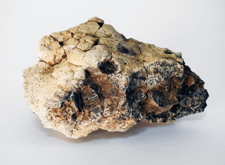 Fossil Concretion from Corral Bluffs Open Space, Cretaceous-Paleogene Period, CSPM Collection, 2020.24.1.