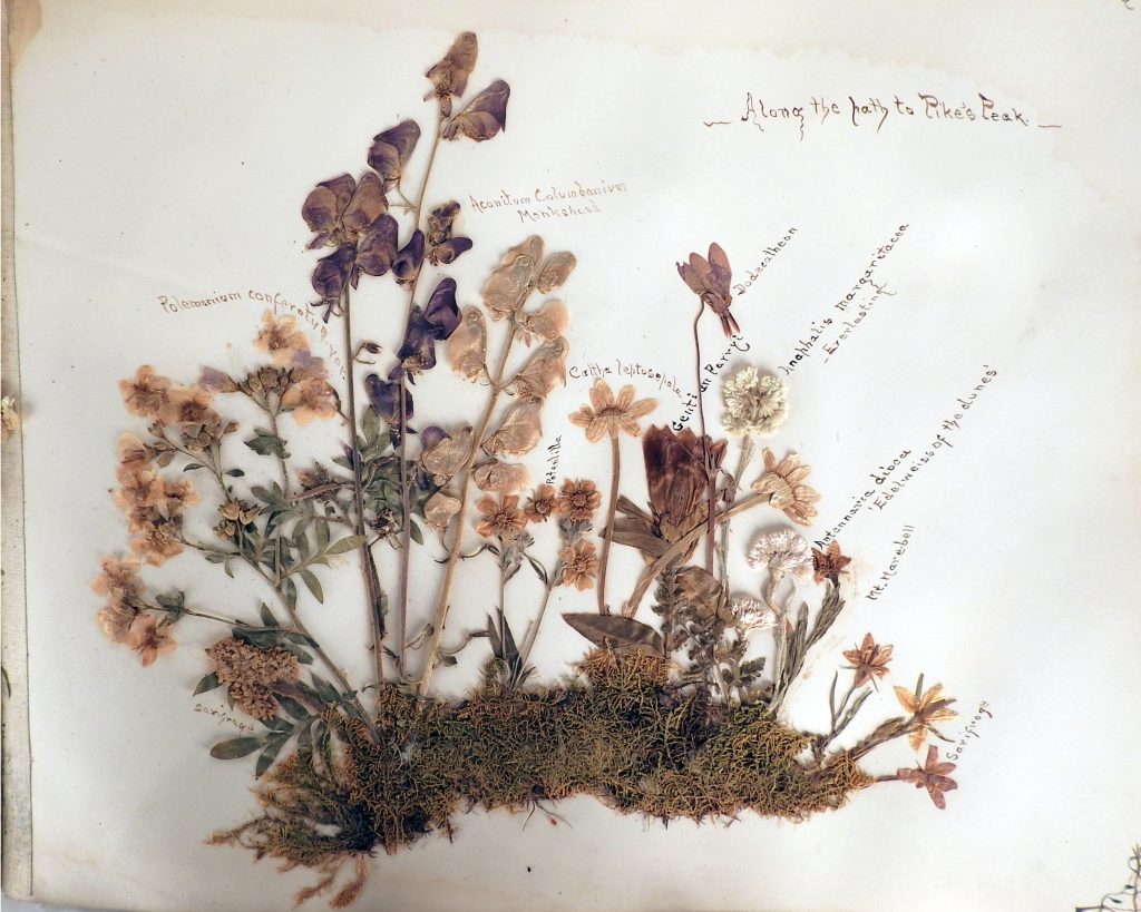 Pikes Peak Wildflower Album Presented by General Palmer to donor, 1906. Generously Donated by Mrs. Alma Ehrich Weil, A67-132.