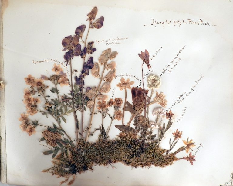 Pikes Peak Wildflower Album Presented by General Palmer to donor, 1906. Generously Donated by Mrs. Alma Ehrich Weil, A67-132.
