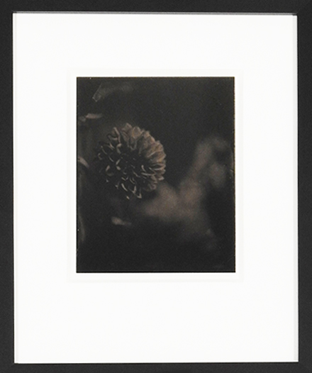 "Dahlia" by Angela Crews 