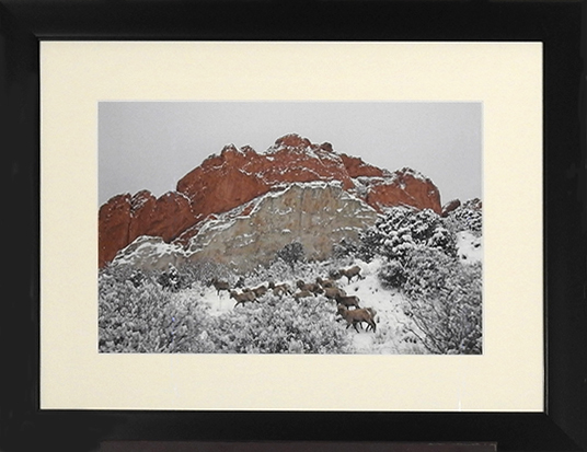 "Majestic Bighorn Sheep at the Magical Garden of the Gods" by Carol L. McCallister