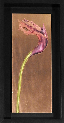 "Calla Lily Once, Purple II" by Nichole Montanez
