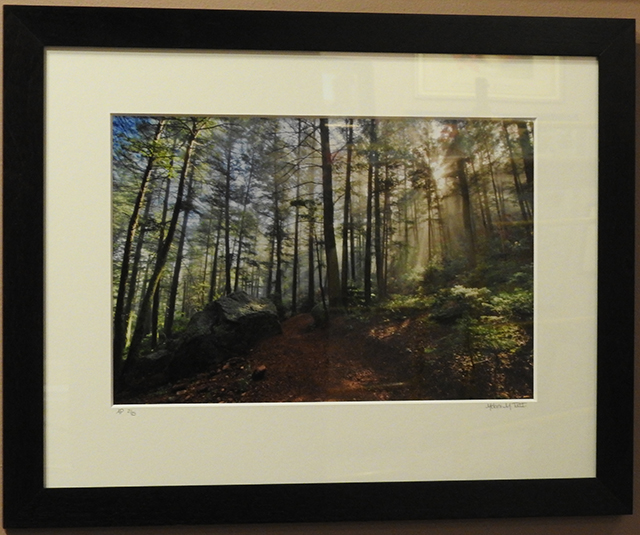 First Light on Daniels Pass Trail, Generously Donated by Melani Tutt, Melani Tutt, Photograph of dense forest scene with sunlight illuminating through the trees.