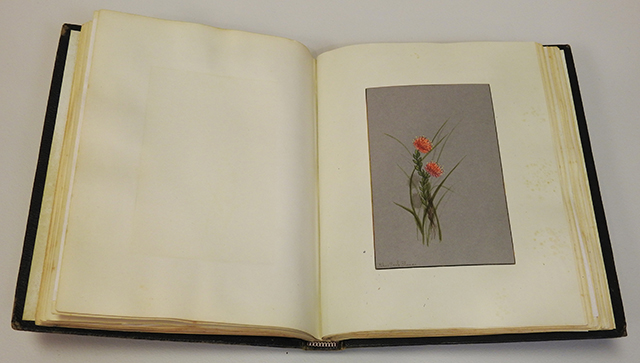 Wildflowers of Colorado, 1880, Alice Stewart Hill, Hardcover book, open to an image of orange florals.
